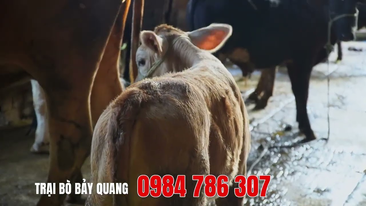 🐮 TRẠI BÒ BẢY QUANG 🐮 BÒ MẸ, BÒ CON, BÒ CÁI...CÓ ĐỦ