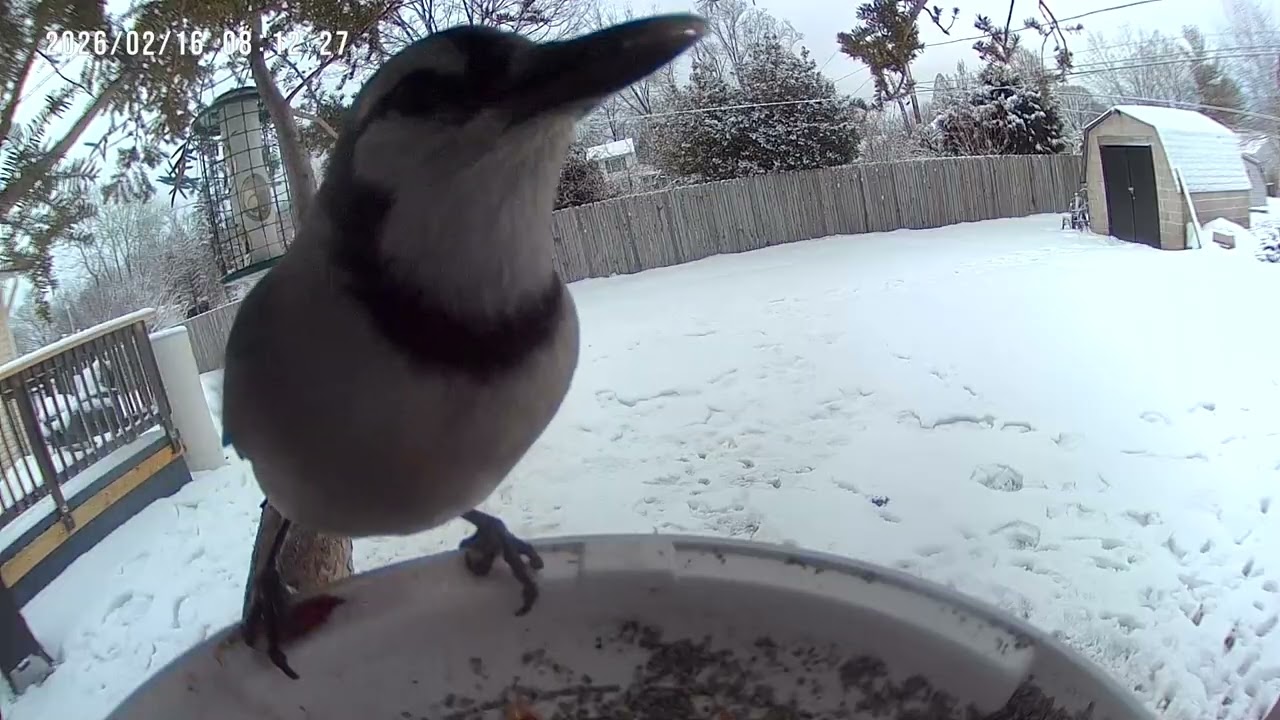 Birds & Squirrels Eat on Bird Feeder Camera 2K #birdsforcatstowatch #birds #birdidentification