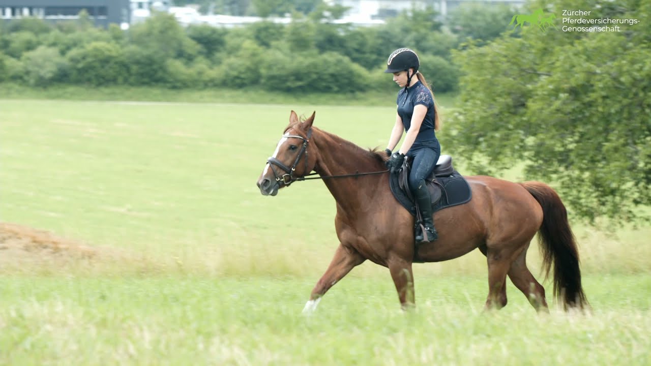 Freizeitpferde versichern bei der Z&uuml;rcher Pferdeversicherungs Genossenschaft