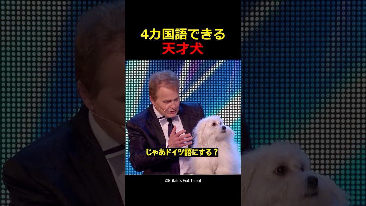 4カ国語できる天才犬