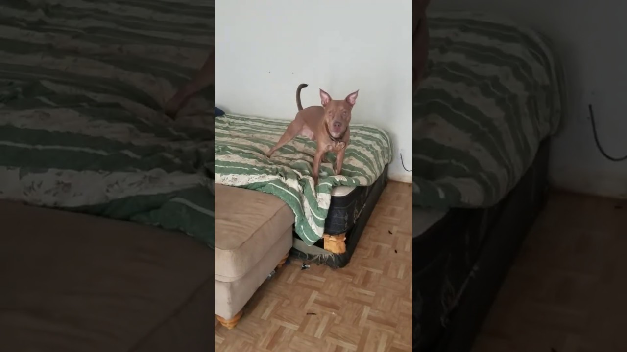 Pitbull and hedgehog toy