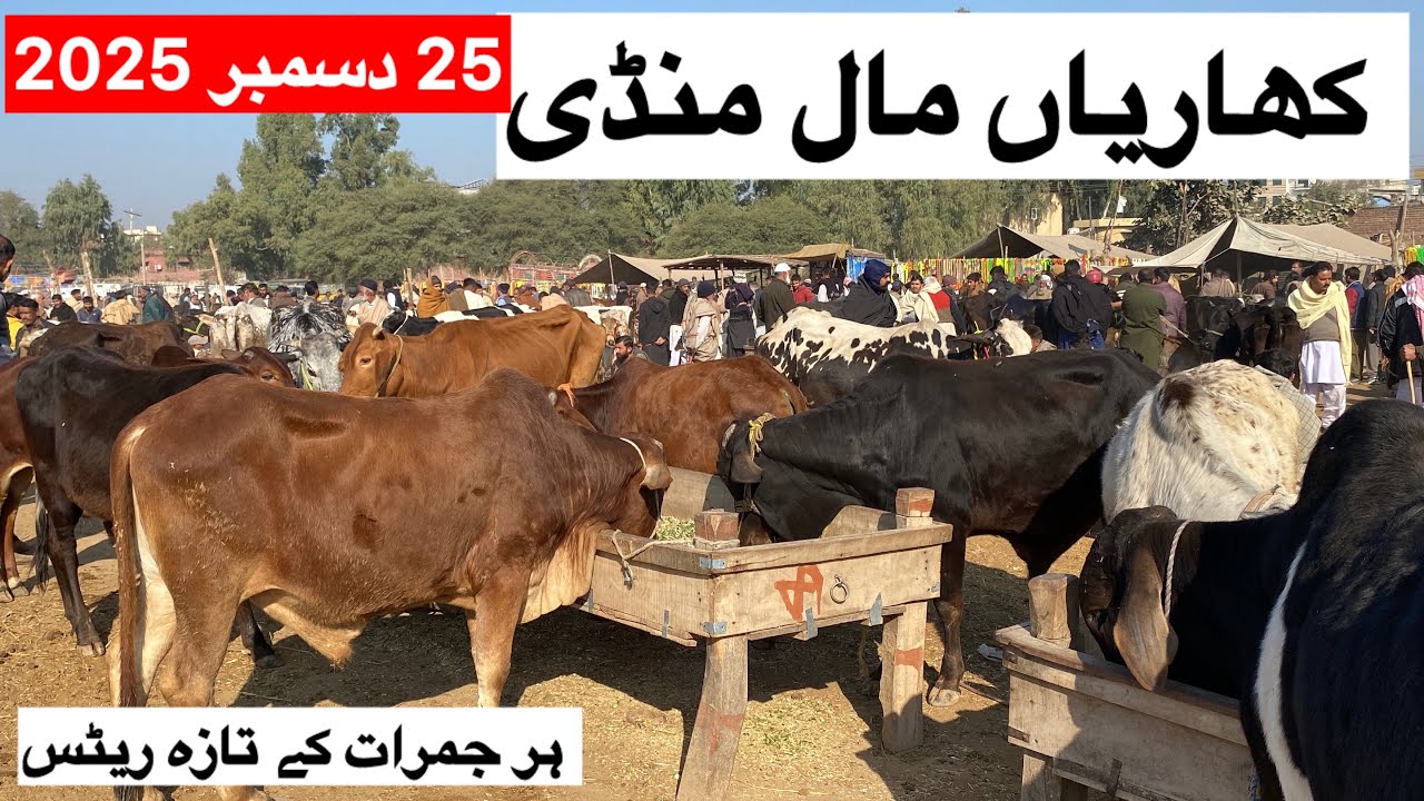 کھاریاں مال منڈی تازہ ریٹس 