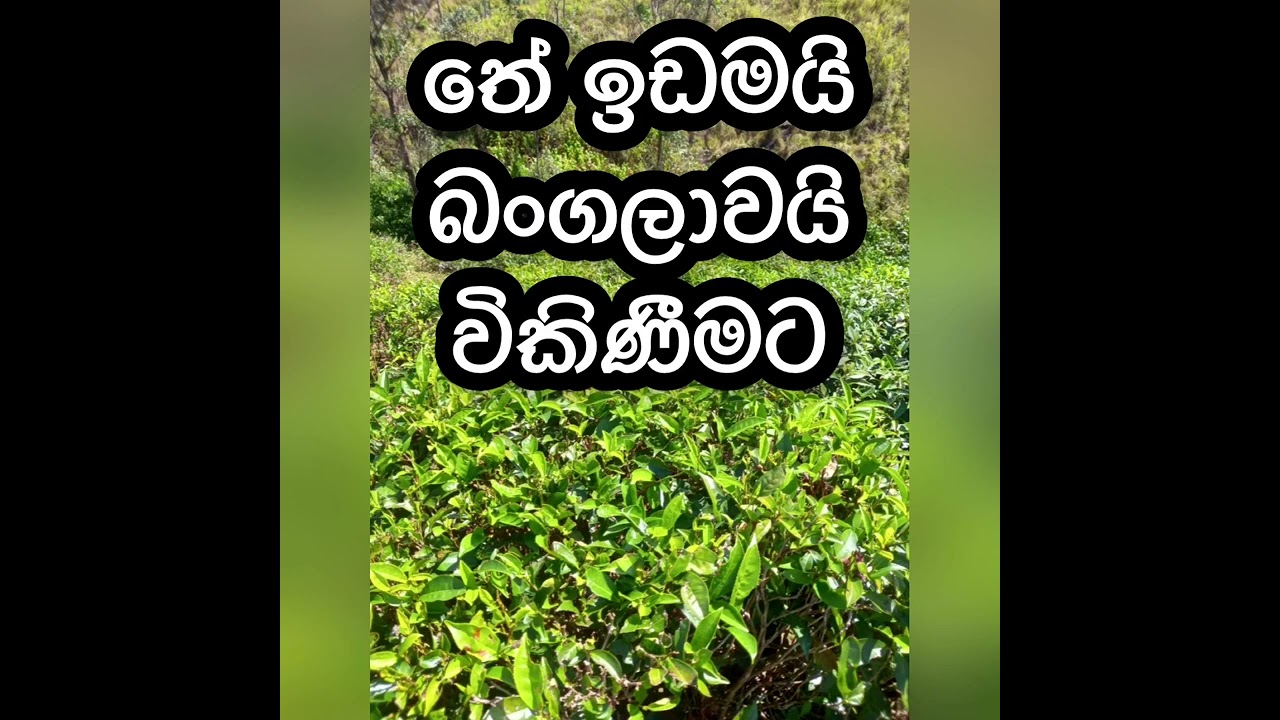 Tea land for sale | house for sale | wikunana idam | idam sale | house sale | land sale | gewal sale