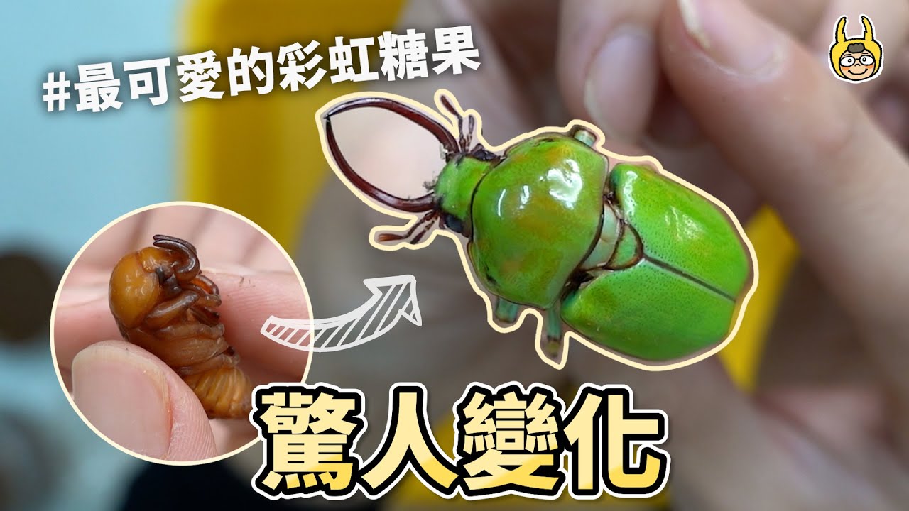 驚人轉變！加了彩虹糖色素的甲蟲！？【飼育屋】
