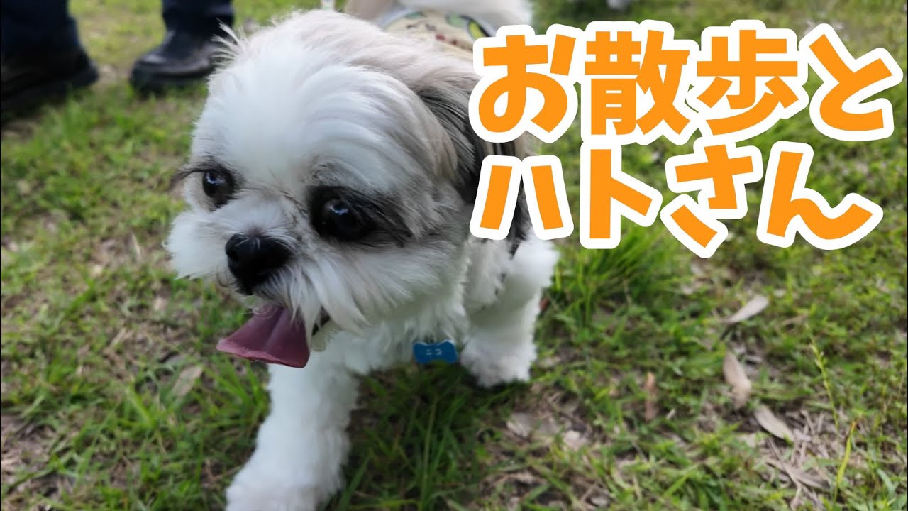 お散歩でハトさんに会いました【シーズー】