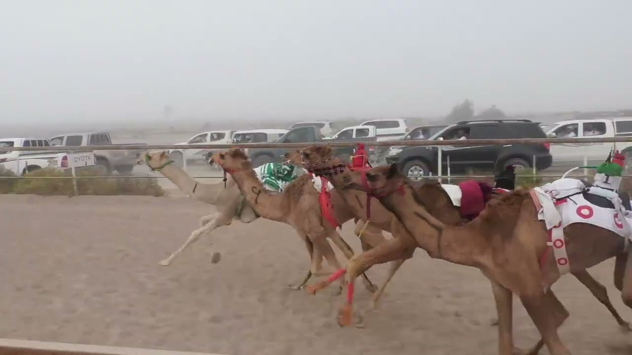 الشوط 7…(دغشه)لـ محمد بن عبدالله بن محمد الهاشمي 1:41 *افضل توقيت*