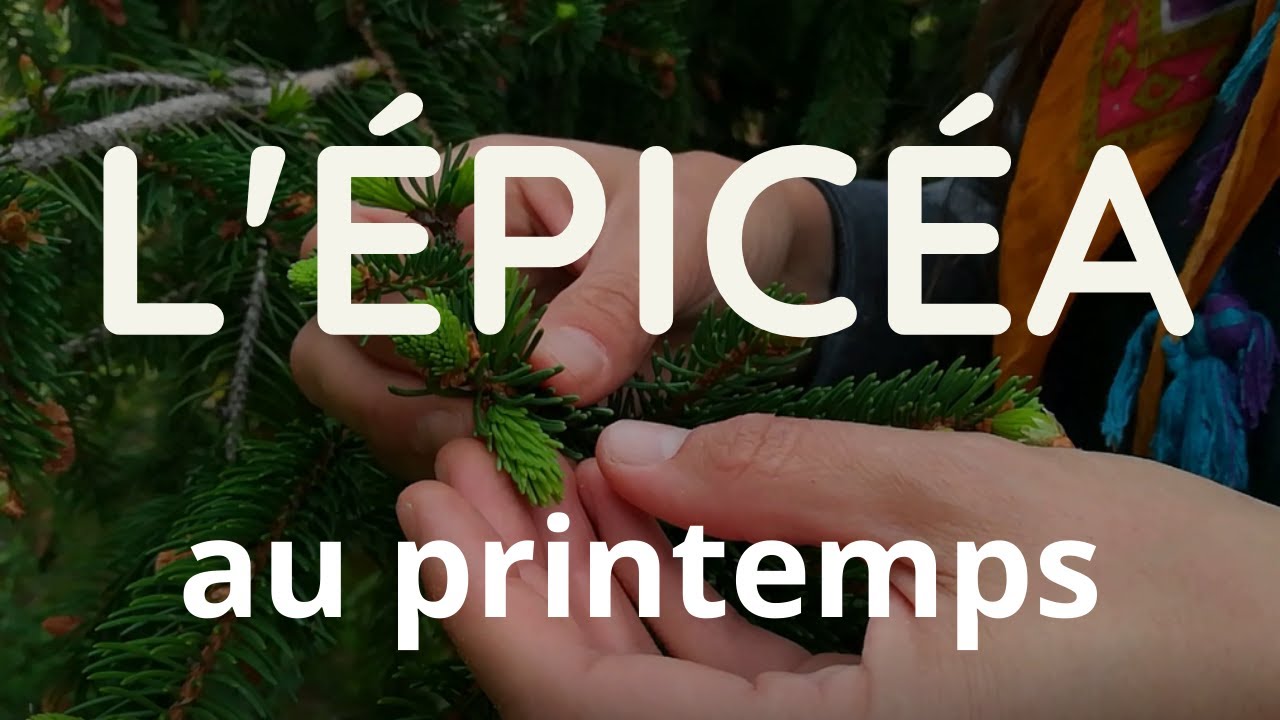 L'épicéa au printemps : cônes, jeunes pousses, et sirop !