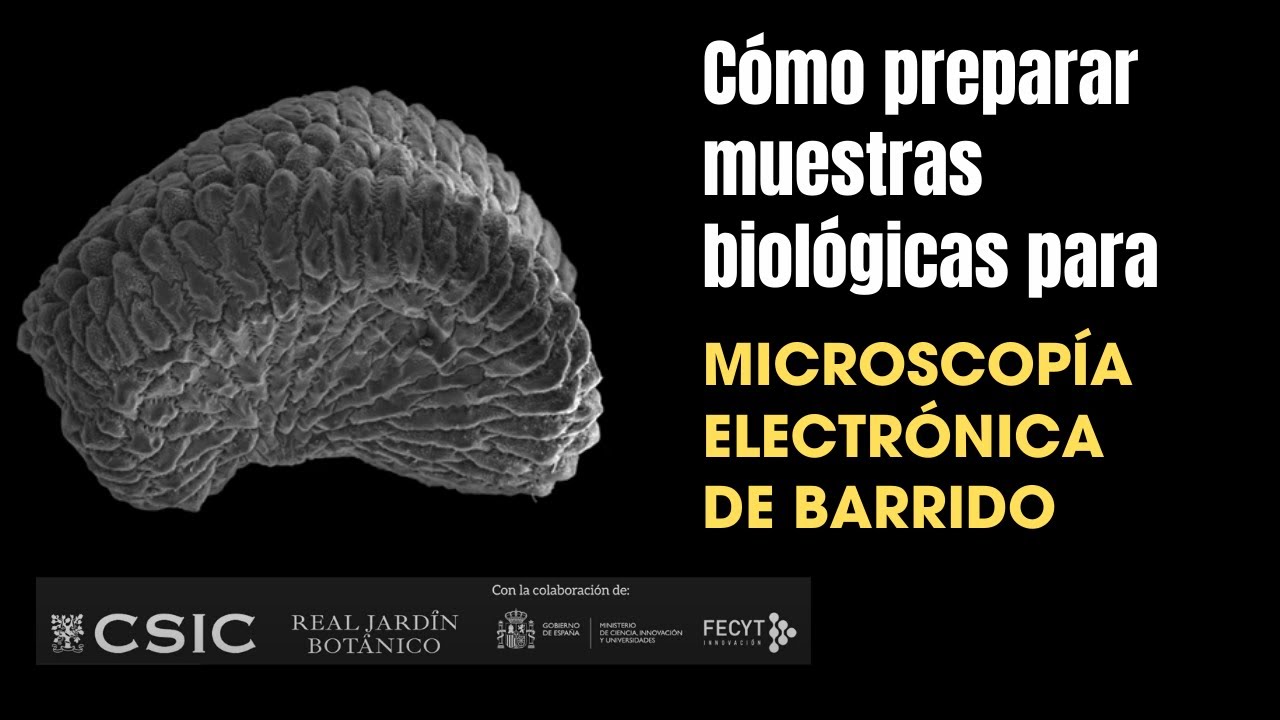Preparación de muestras biológicas para su observación con microscopía electrónica de barrido