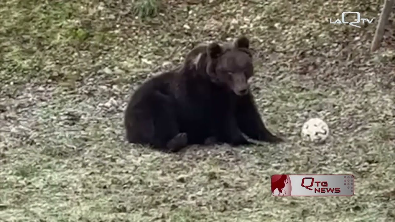 ADDIO A JUAN CARRITO, L'ORSO DIVO DEI SOCIAL TRAVOLTO SULLA SS 17, MUORE IL SIMBOLO D'ABRUZZO