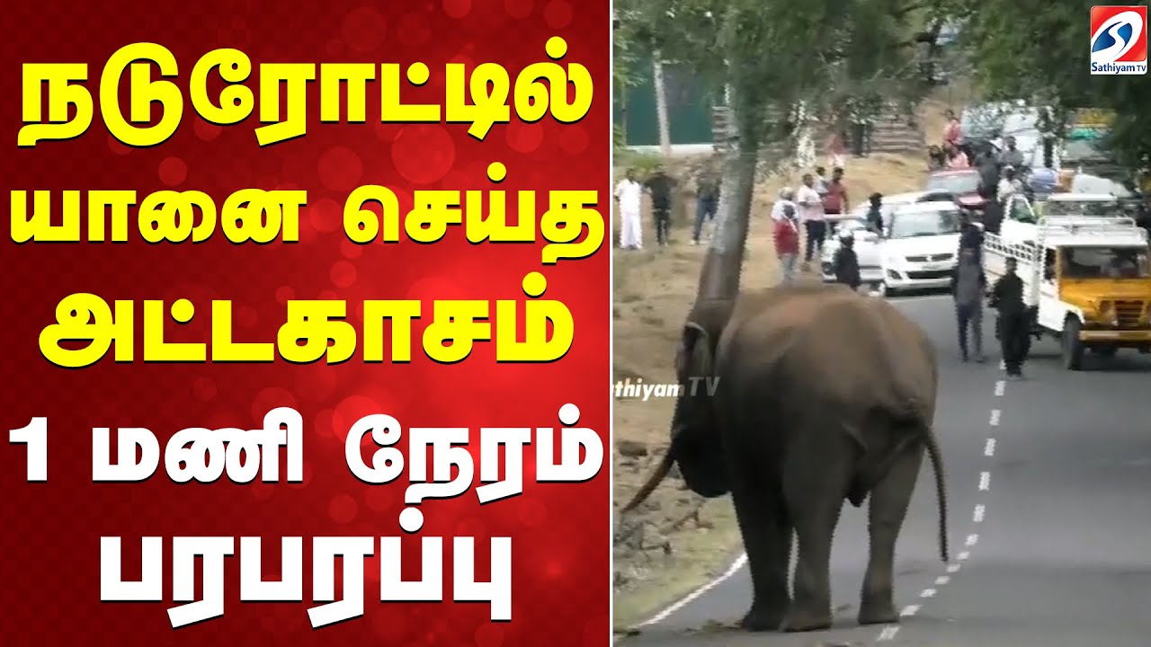 நடுரோட்டில் யானை செய்த அட்டகாசம் - 1 மணி நேரம் பரபரப்பு