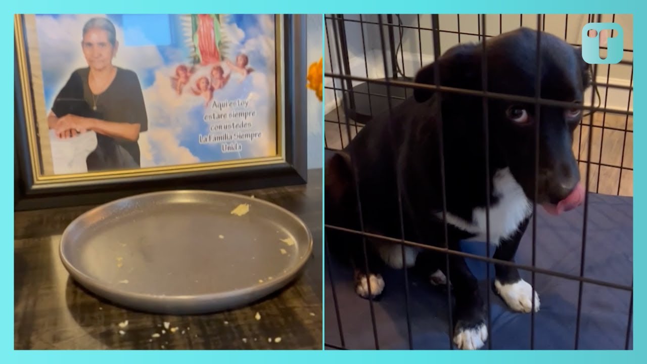 Guilty Looking Dog Eats Family's Day Of The Dead Food
