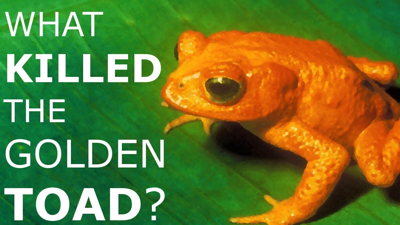 The Mysterious Extinction of the Golden Toad