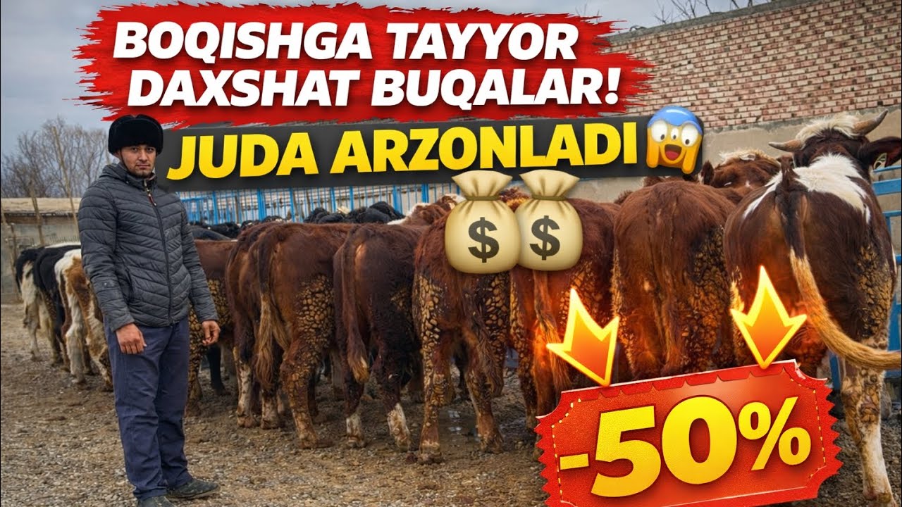 BOQISHGA TAYYOR DAXSHAT BUQALAR JUDA ARZONLADI😲