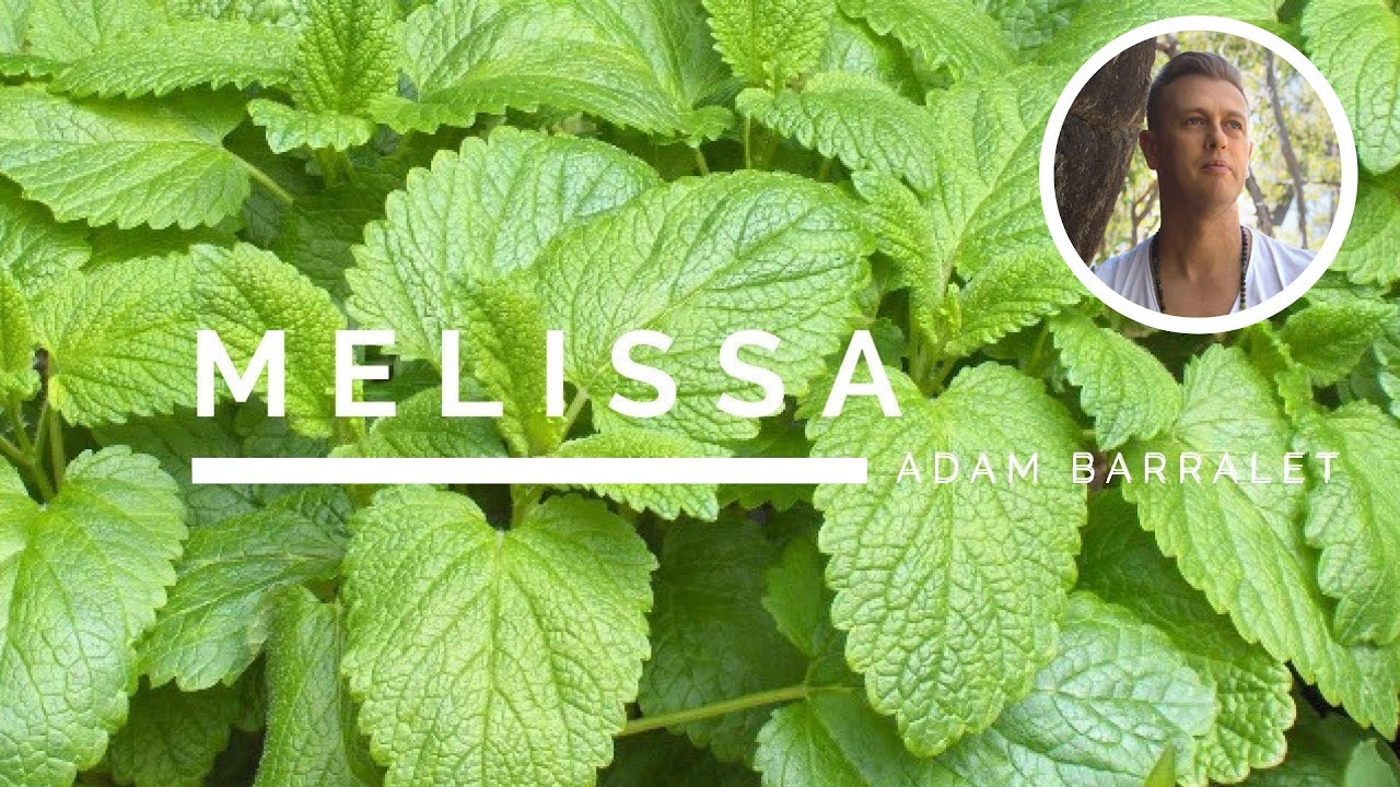 Melissa - The Oil of Illumination