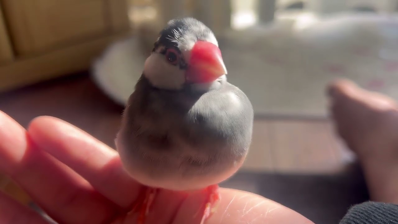 日曜日の午前中を満喫する文鳥