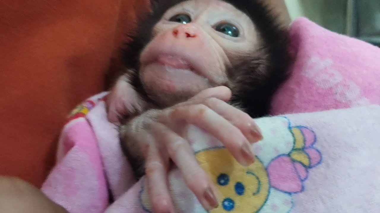 Wow, this baby monkey is getting stronger from drinking milk