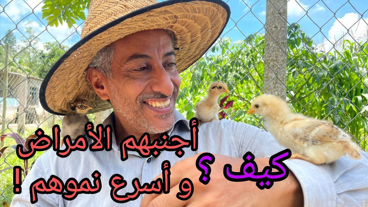 تربية الدجاج 🐣 عملية إستقبال و تحضين و تربية الكتاكيت من ألف إلى الياء 🐥
