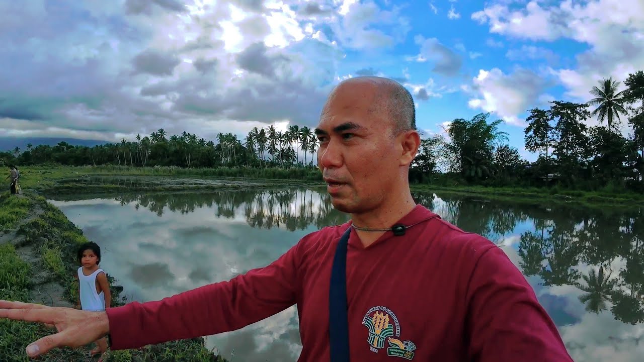 Travel Work in Quezon City | Visit Rice Seed Beds in my Dream Farm | Harvest Banana