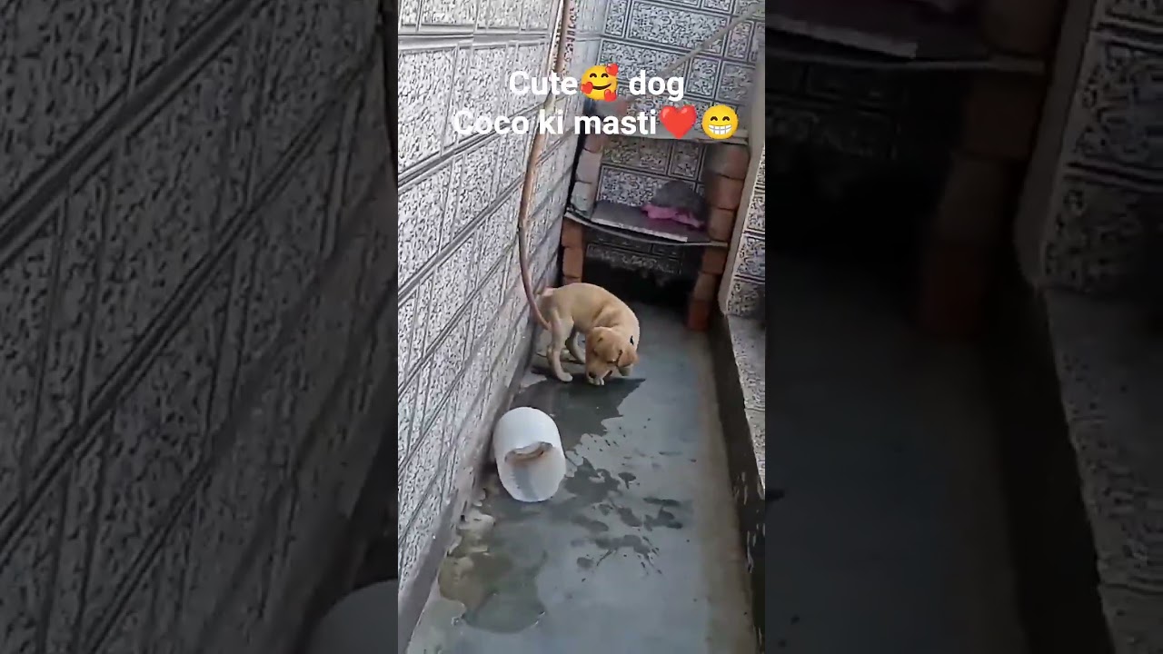 #coco