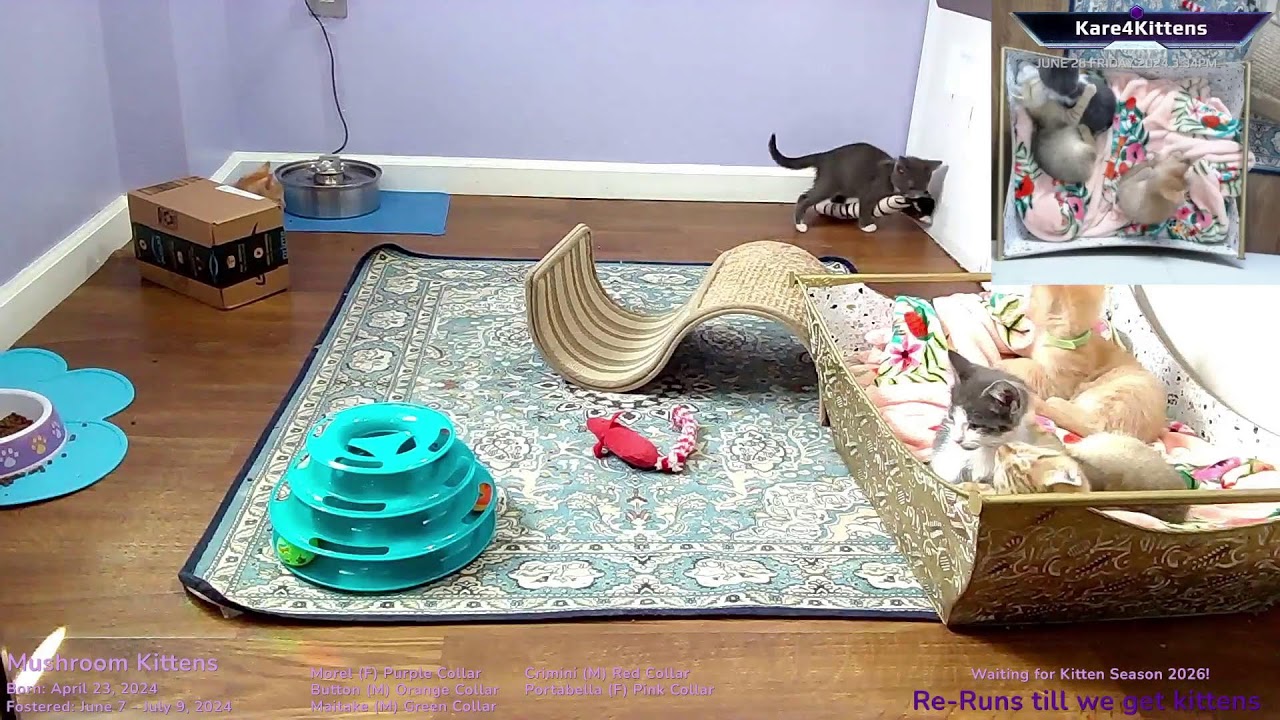 Just Kitten Around ReRuns- Relax while watching foster kittens sleep, play and grow up!