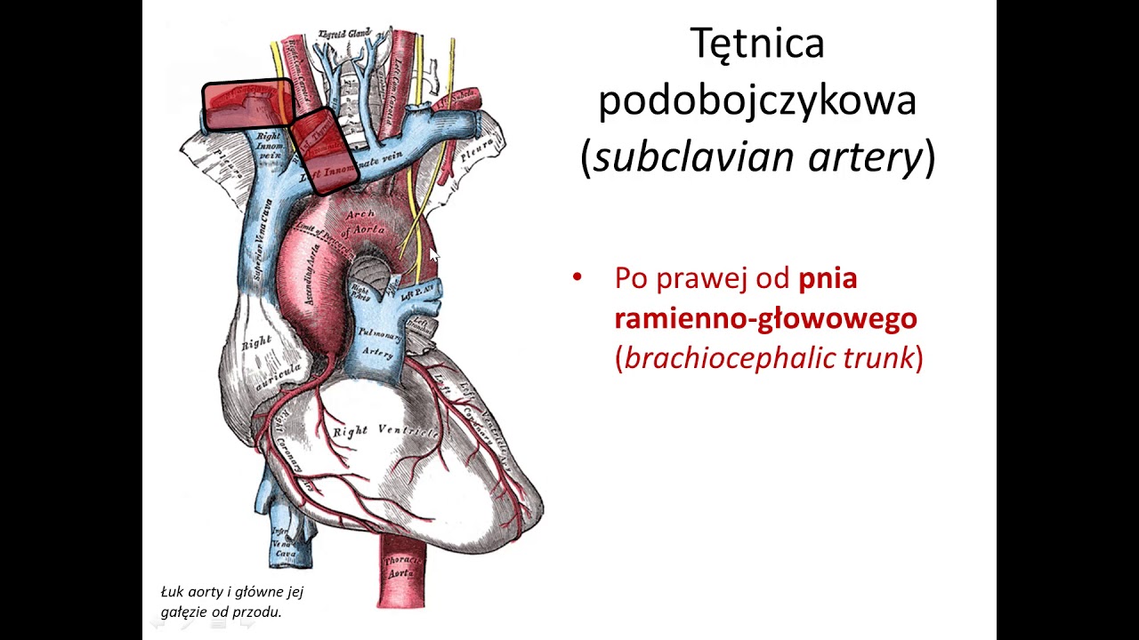 Tętnica podobojczykowa i pachowa (wstęp)