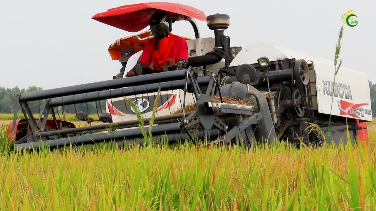 Perfect Rice Harvesting Machine Equipment Tools  Rice Cropping Machinery At Farm Rice
