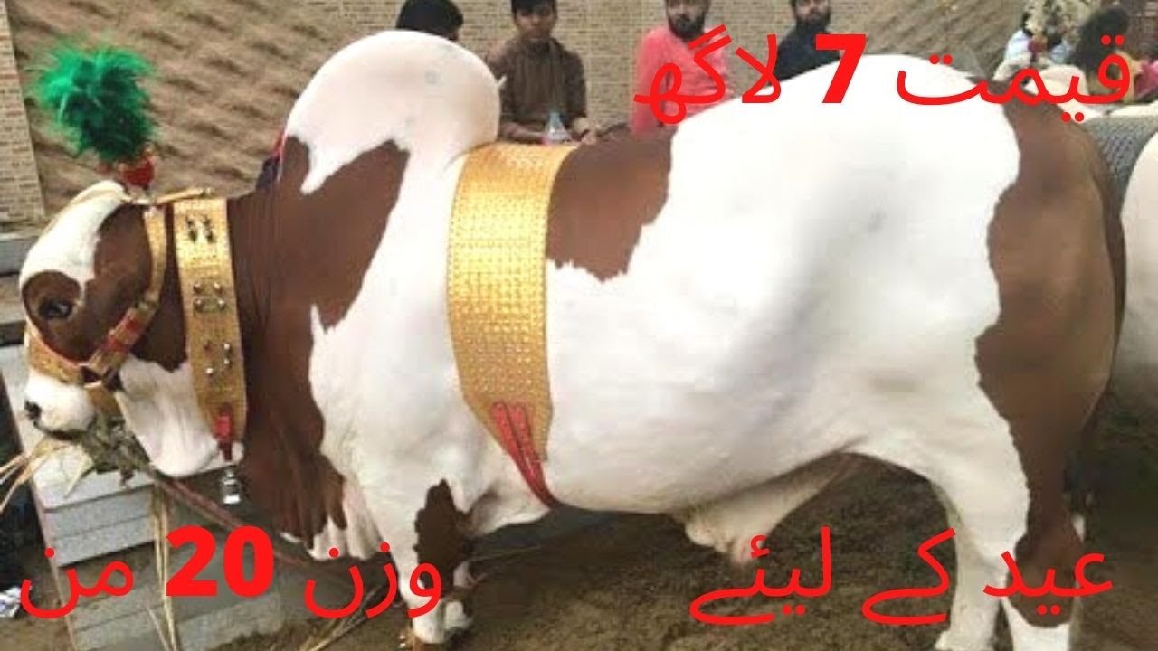 Biggest bull in Peshawar mandi.  Eid 2022 Qurbani Bull 2022