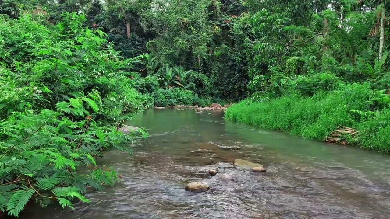 Soothing Tropical Water Flow for Meditation and Study