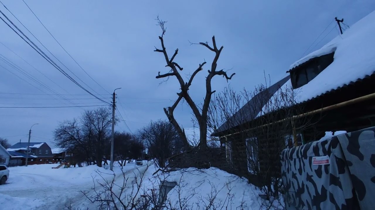 Спил дерева.