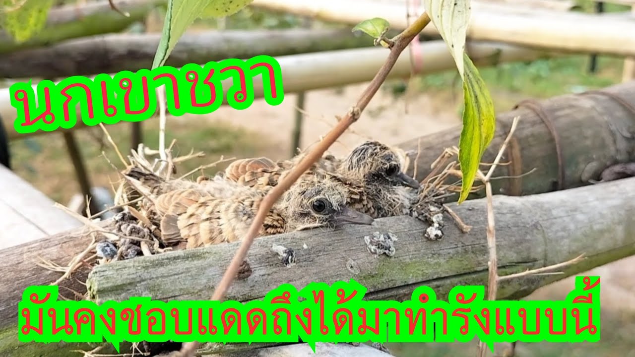 นกเขาชวามันคงชอบแดดถึงได้มาทำรังอยู่แบบนี้