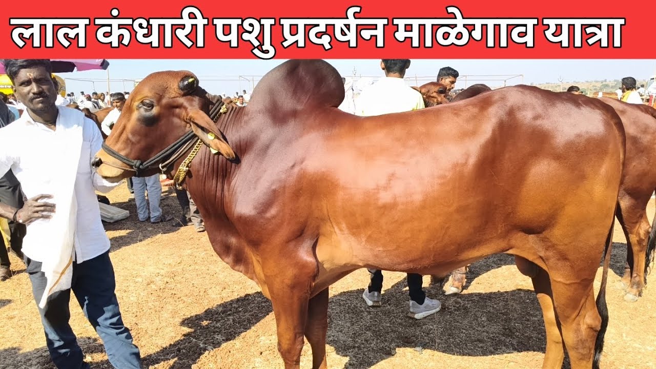 दि 19 डिसेंबर 2025 श्रीक्षेत्र माळेगाव यात्रेतील लाल कंधारी पशुप्रदर्शन जील्हा नांदेड़ 