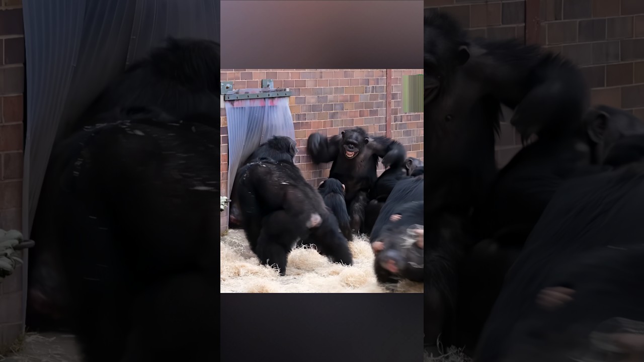 Никогда не заводите шимпанзе 😨