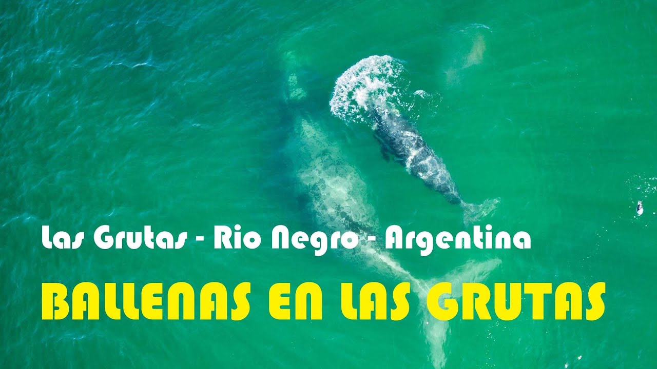 Ballenas en las Grutas  - Rio Negro - Argentina