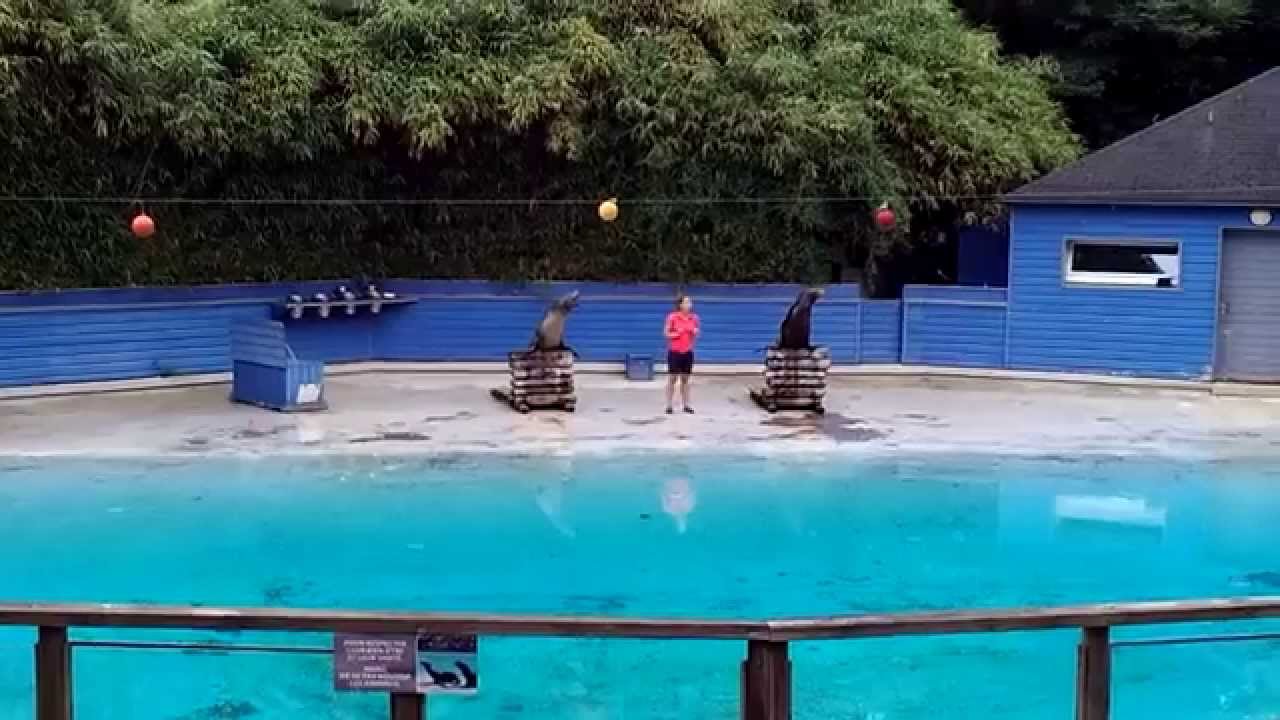 Zoo de la Flèche - Spectacle Otaries