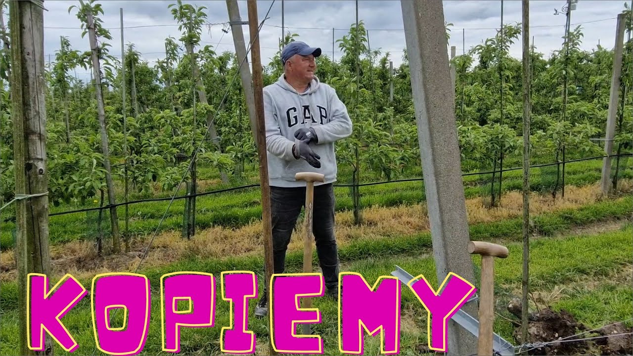 Niderlandy praca: Kopiemy dołki