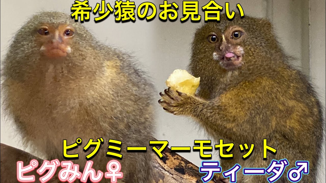 希少猿ピグミーマーモセットをお見合いさせ、一緒にしてみました！果たしてお見合いの結果は・・・？