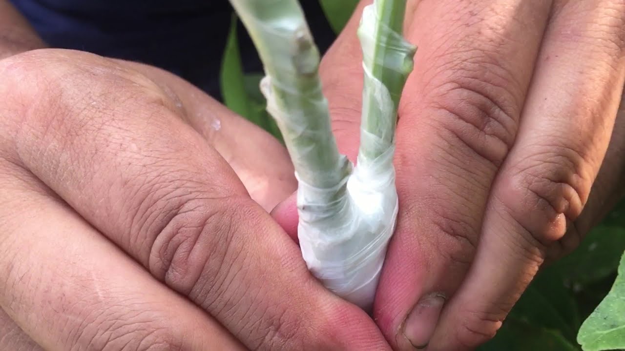 How to Double Graft Avocado Trees!