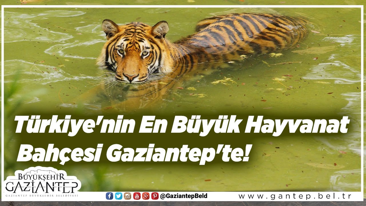 Türkiye'nin En Büyük Hayvanat Bahçesi Gaziantep'te!