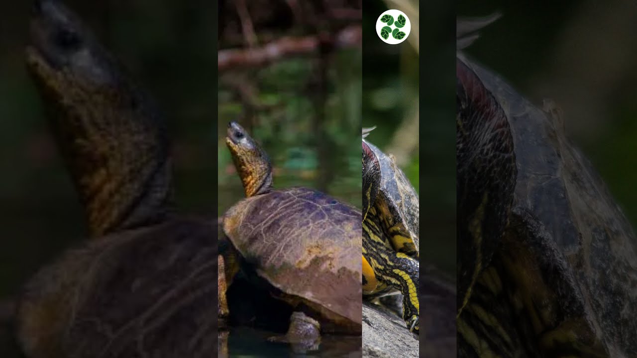 Types Of Semi  Aquatic Turtles 