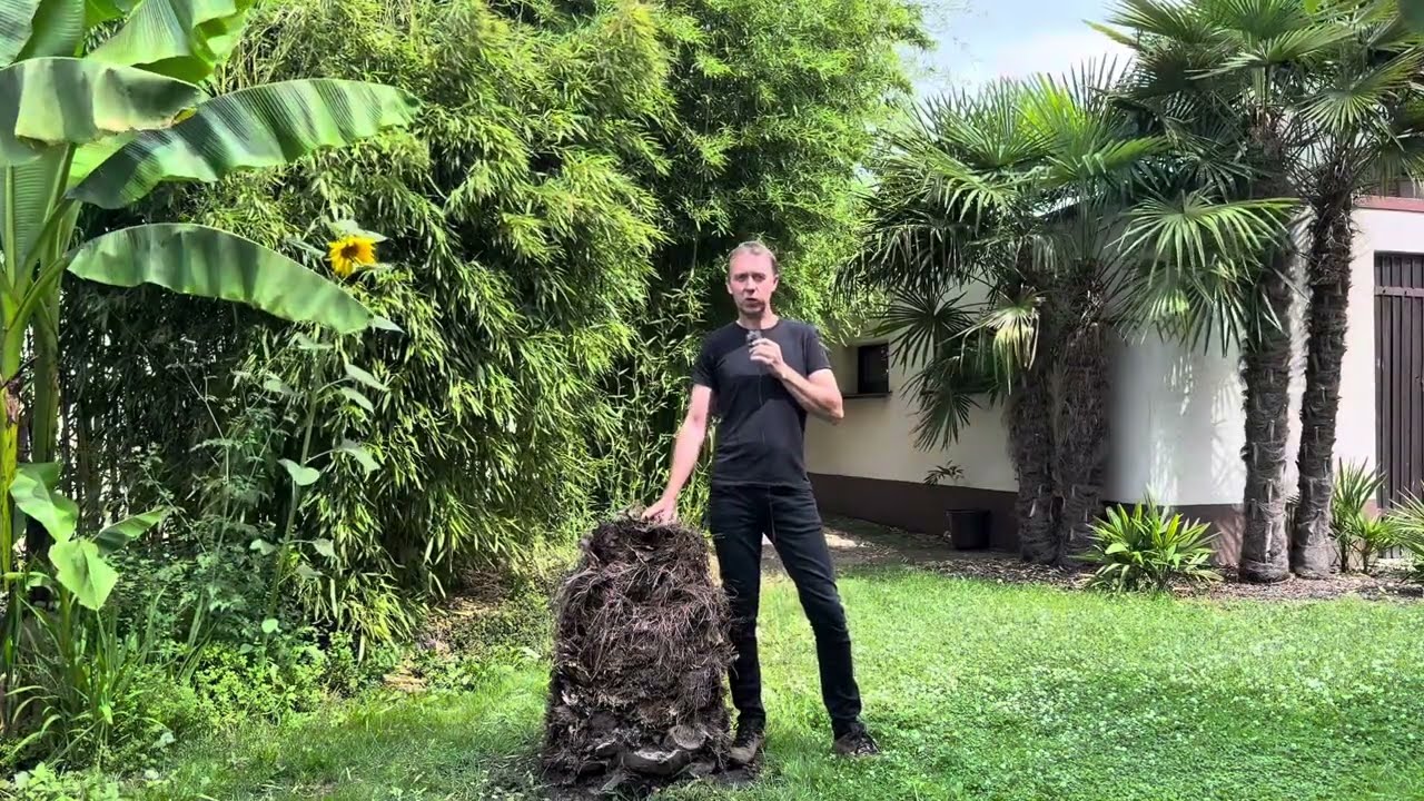 Daktylowiec kanaryjski: pożegnanie (2025)