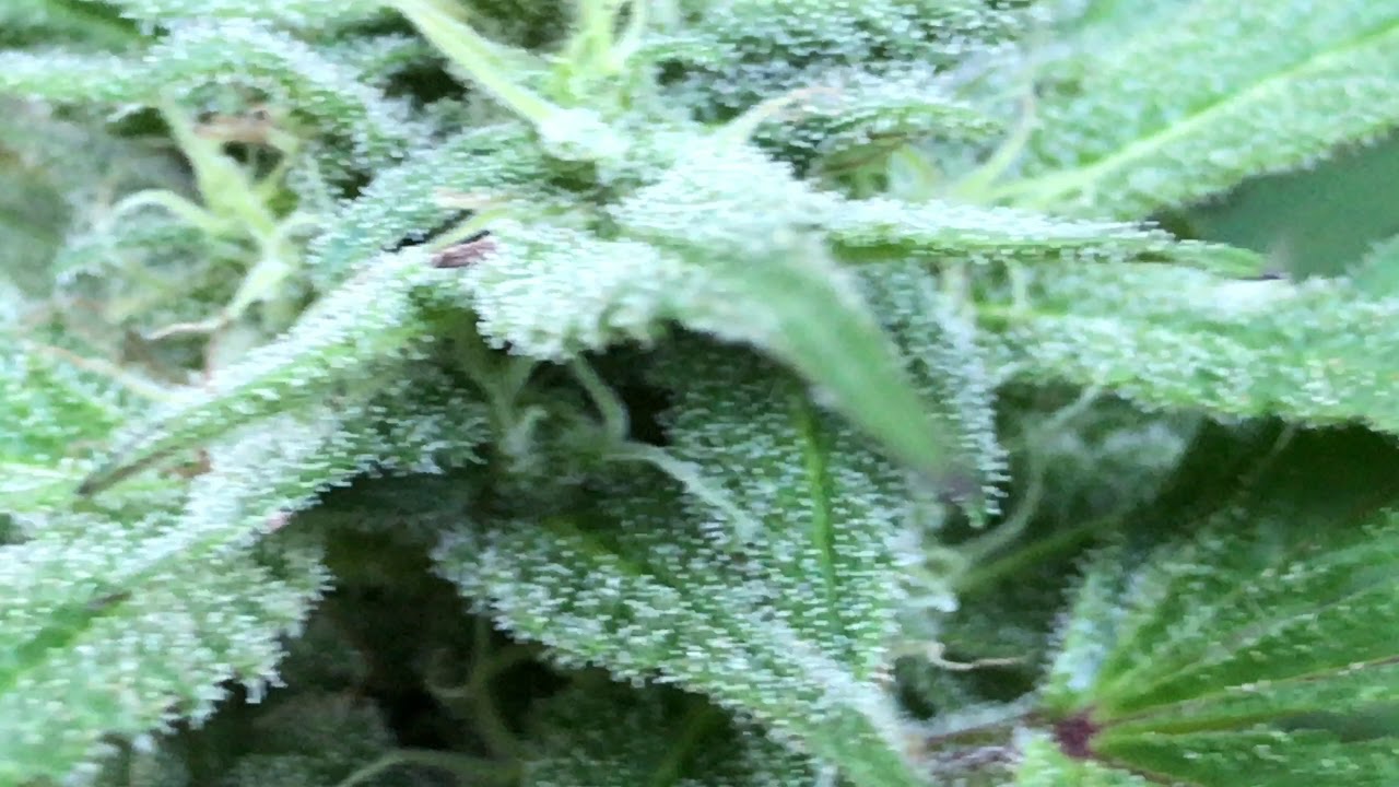 Cannabis Grow September 23 2017