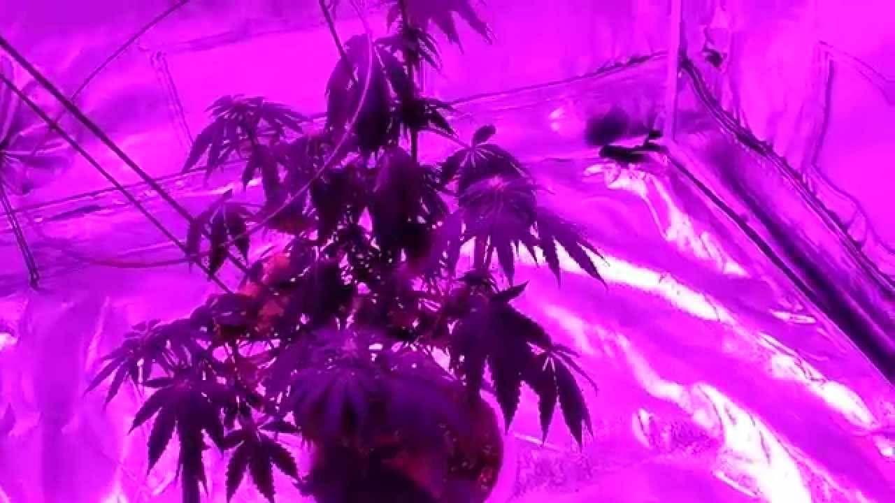 Gumps Greenhouse (male vs female / watering your plant)