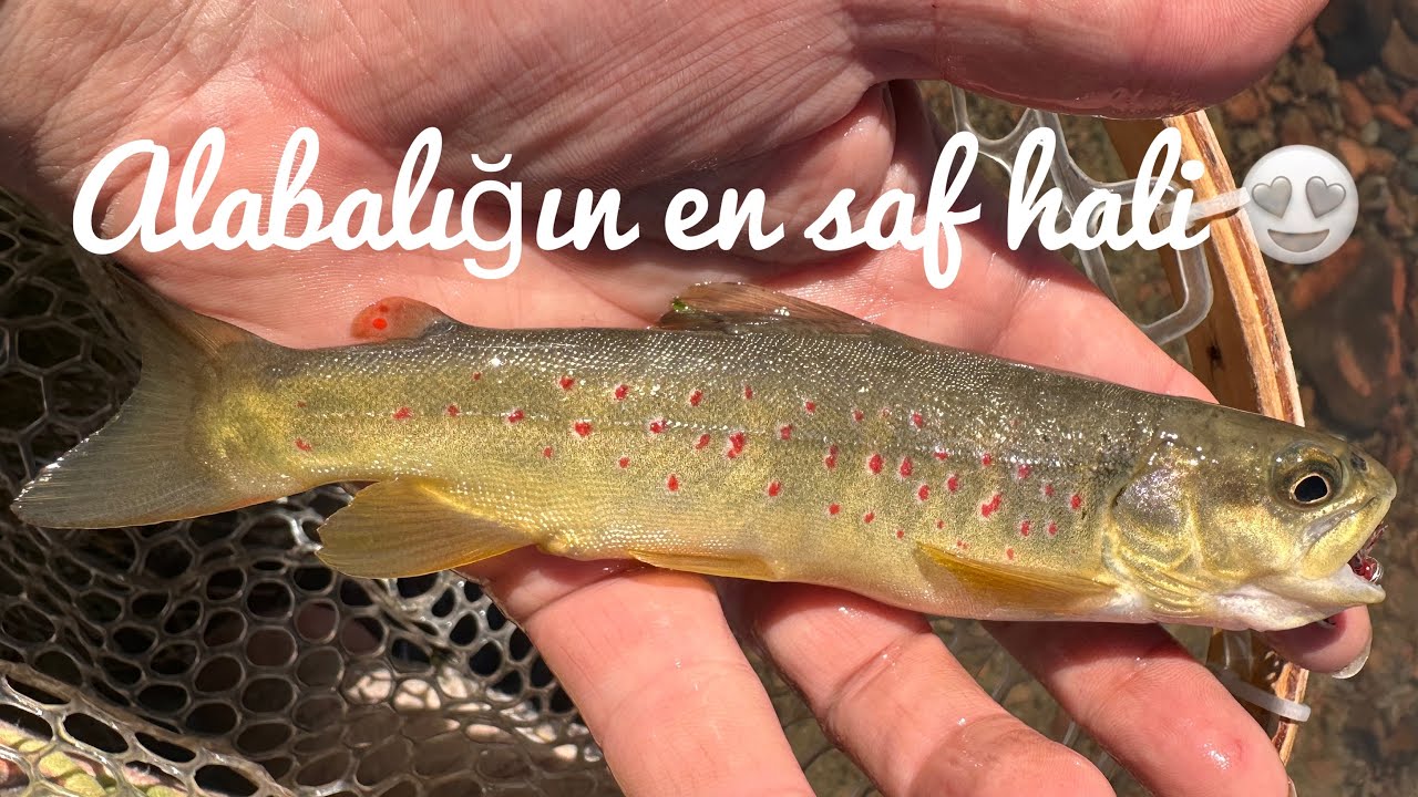 Berrak suların hazineleri