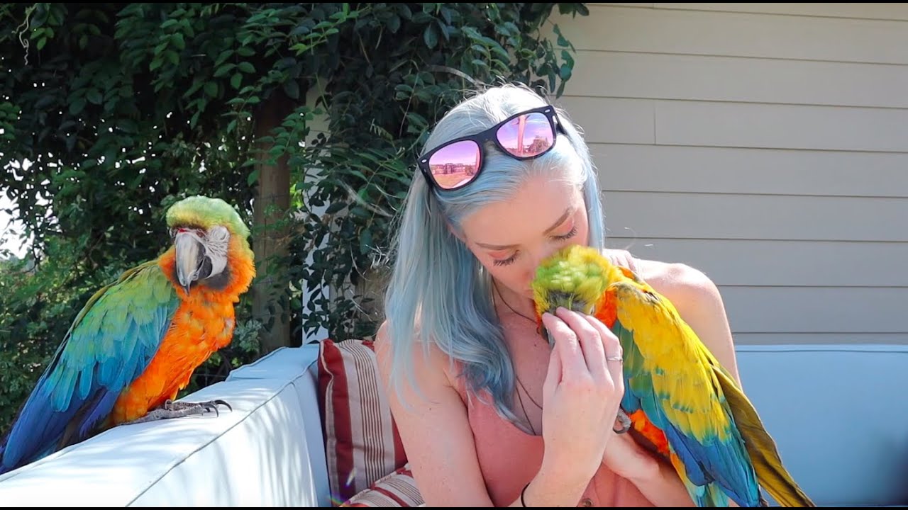 Should Parrots Be Housed Together or Separately?