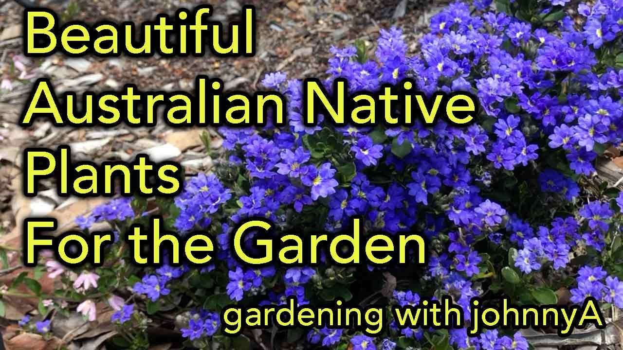 10 plus Beautiful Australia Native Plants for Colour in the garden