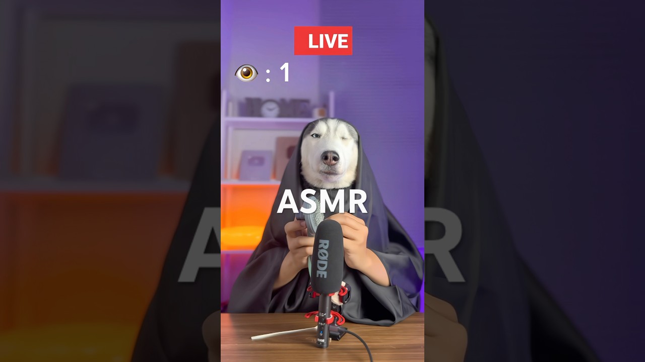 I think it is not good for you to stay 🥹 #short #shorts #livestream #asmr