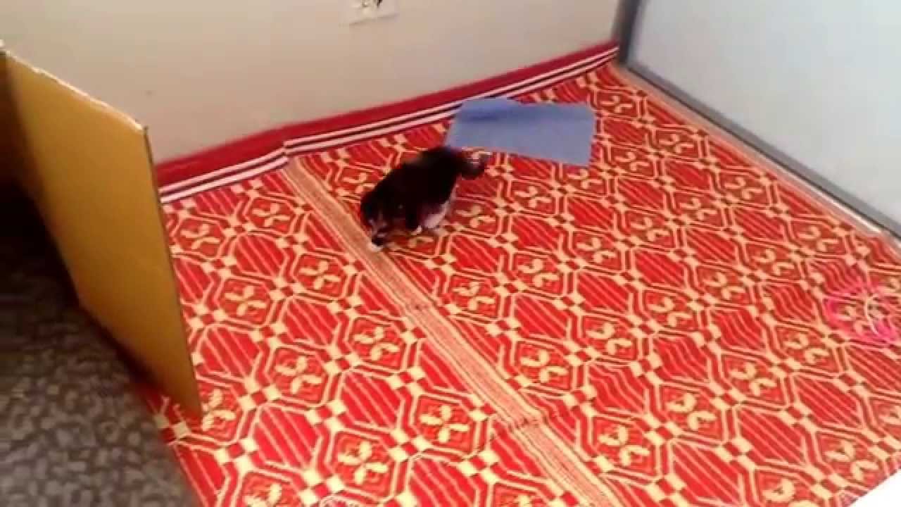 Aww, poor kitten got stuck -Kitten Video