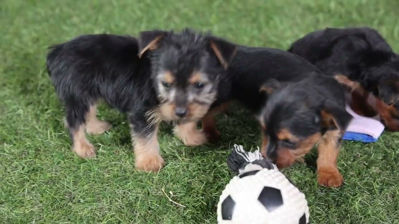0Henry Hershberger's Yorkshire Terrier Yorkie Puppies K