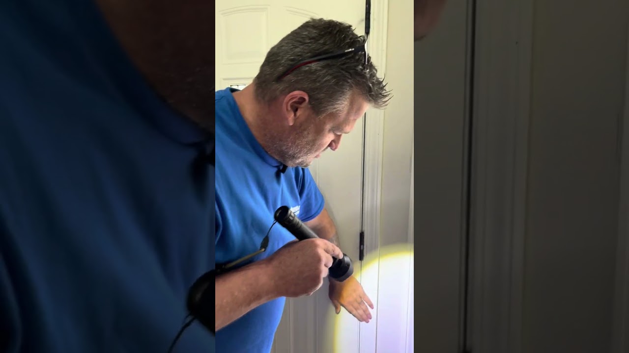 Termite Inspection - What To Look For - Absolute Pest Control