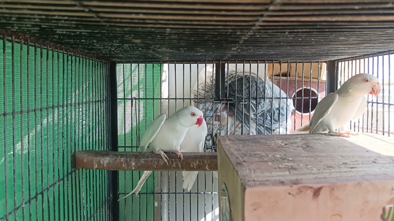 Our birds 😝 are relaxing 😎 in sunlight/and  yellow ringneck update. 
